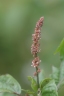 Acalypha australis