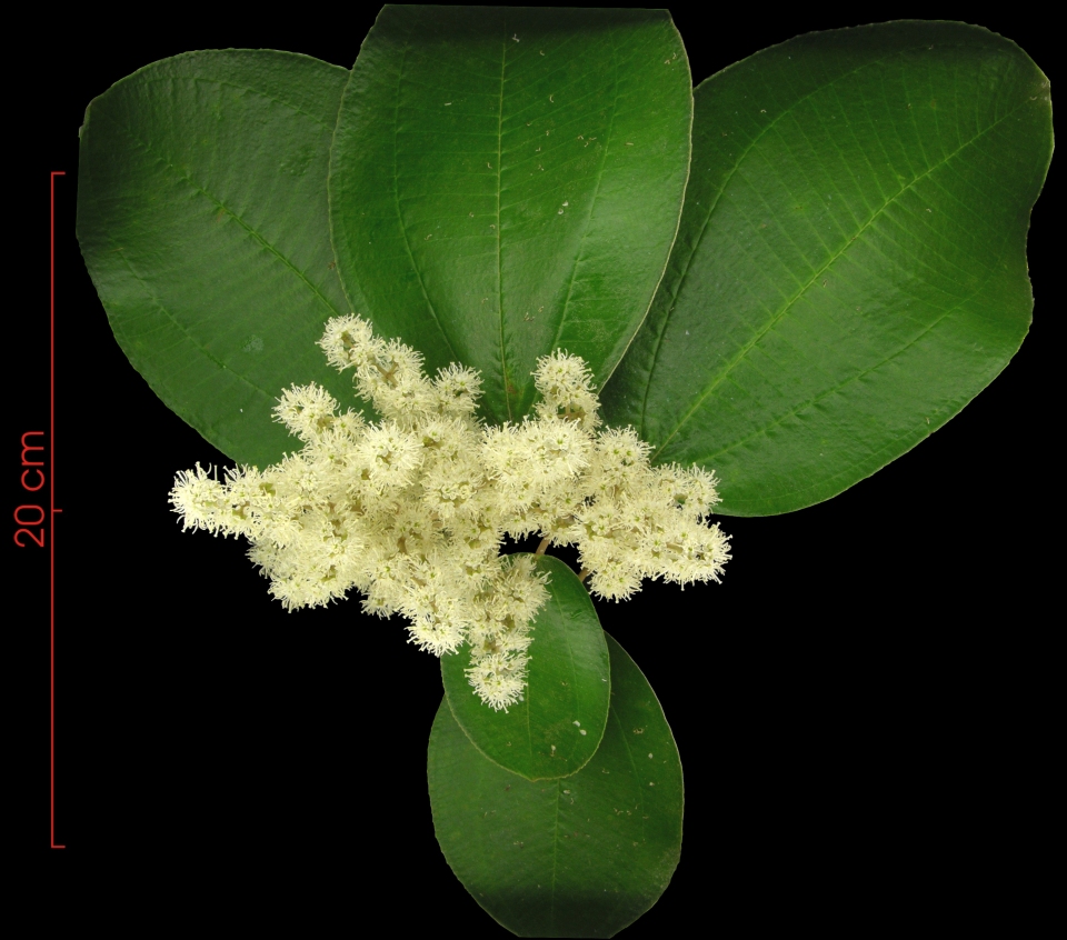 Miconia argentea