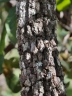 Pouteria ramiflora