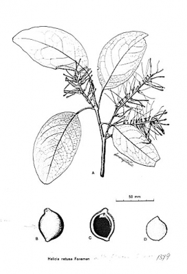 Helicia albiflora