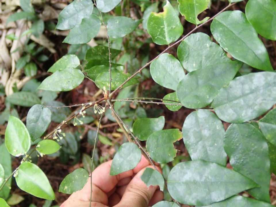 Phyllanthus profusus