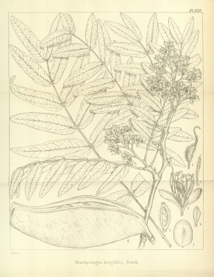 Brachystegia longifolia