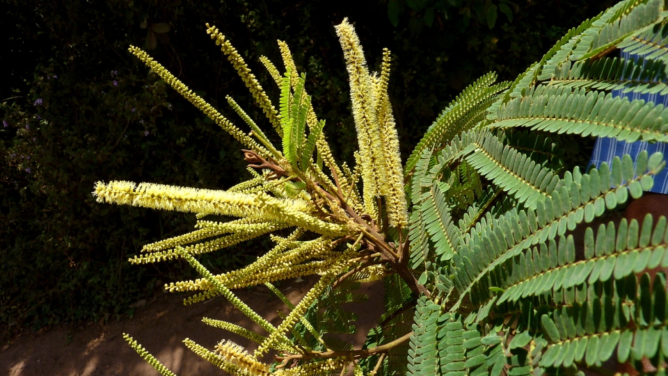 Stryphnodendron pulcherrimum