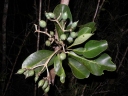 Anthocleista madagascariensis