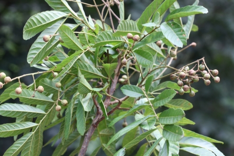 Cupania glabra