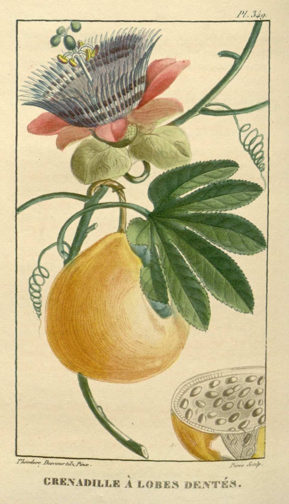 Passiflora serratodigitata