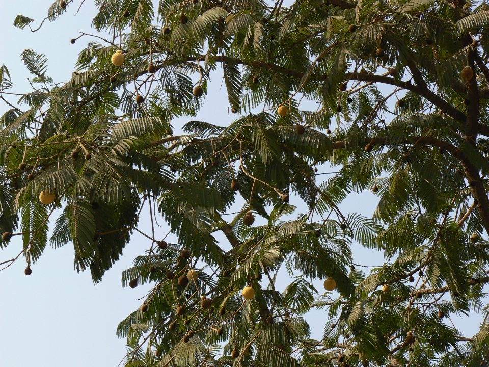 Parkia biglandulosa