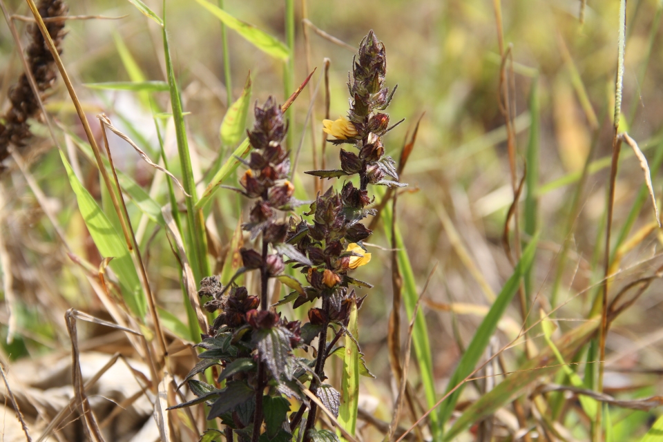 Alectra sessiliflora