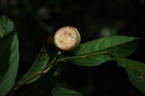 Hydnocarpus kurzii