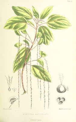 Acalypha filiformis