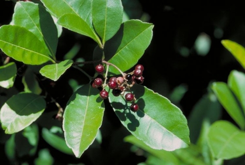 Zanthoxylum ovalifolium