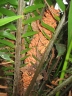 Encephalartos hildebrandtii