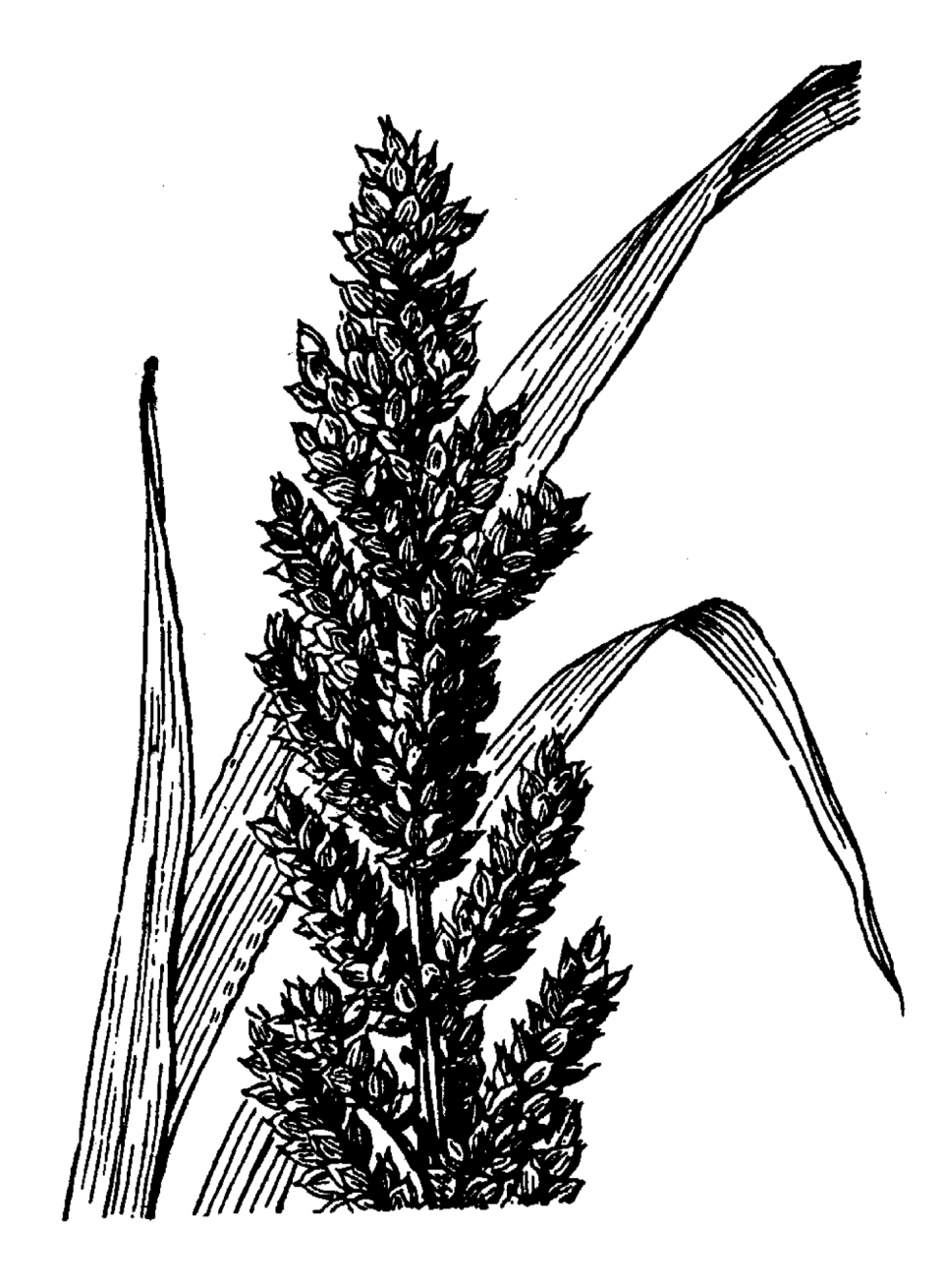 Echinochloa frumentacea