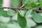 Erythroxylum rotundifolium