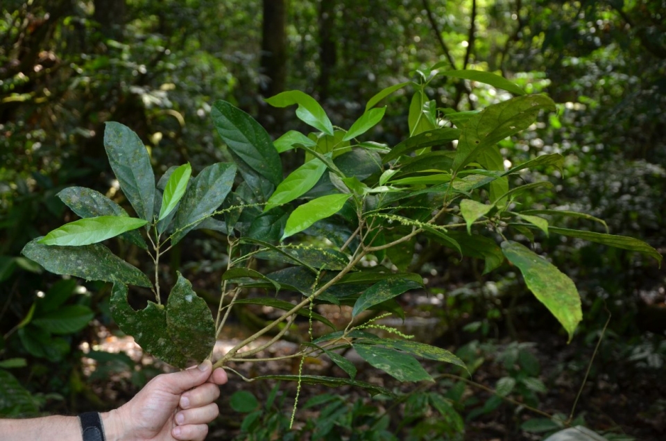 Mareya micrantha