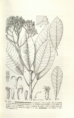 Apodocephala pauciflora