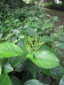 Chloranthus spicatus