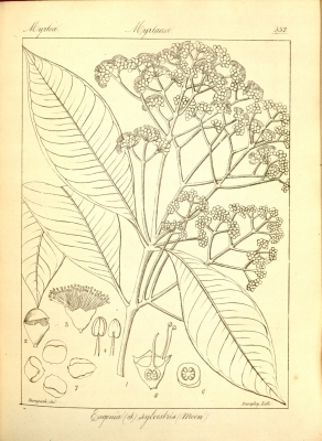 Syzygium makul