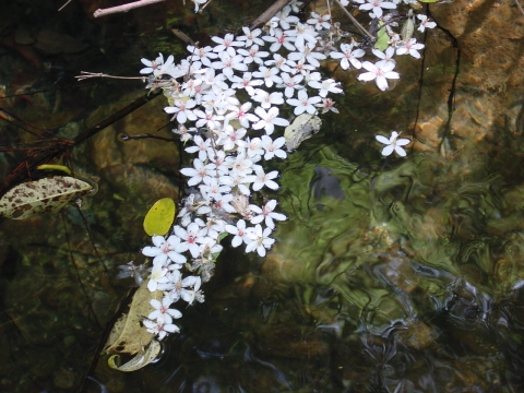 Vernicia cordata