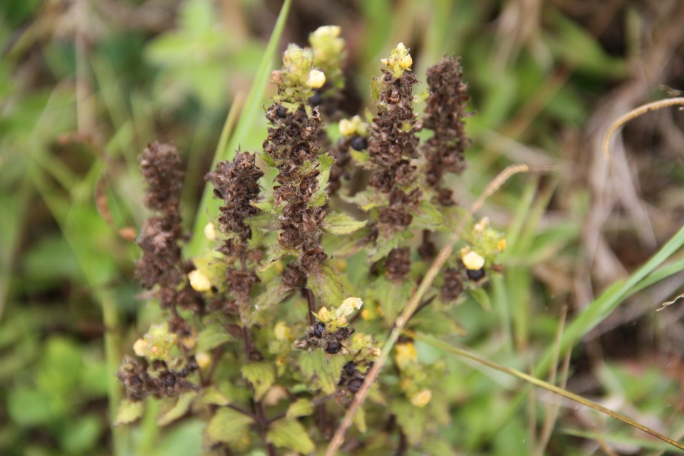 Alectra sessiliflora