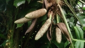 Epipremnum pinnatum