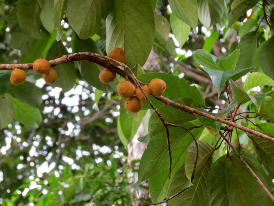 Baccaurea philippinensis