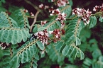 Dalbergia saxatilis