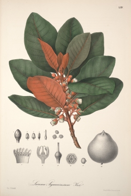 Pouteria arguacoensium