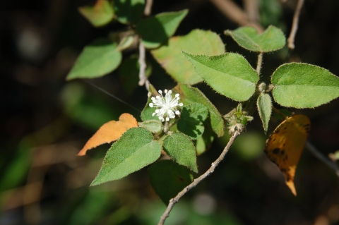 Croton humilis