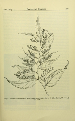 Gaultheria leucocarpa