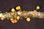 Ficus caballina