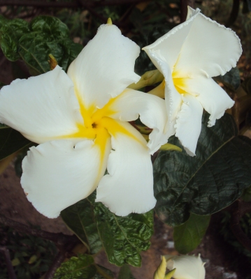 Chonemorpha fragrans