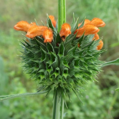 Leonotis ocymifolia