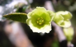 Hilsenbergia lyciacea