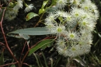Corymbia gummifera
