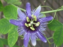 Passiflora amethystina