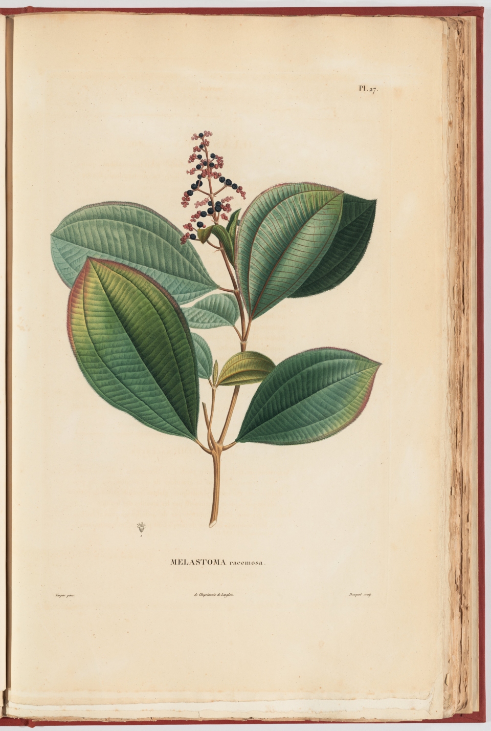 Miconia racemosa