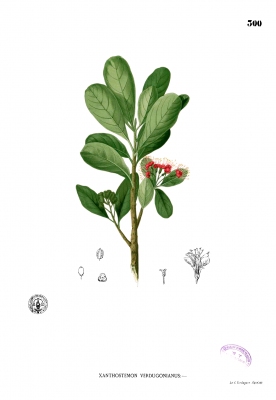 Xanthostemon verdugonianus