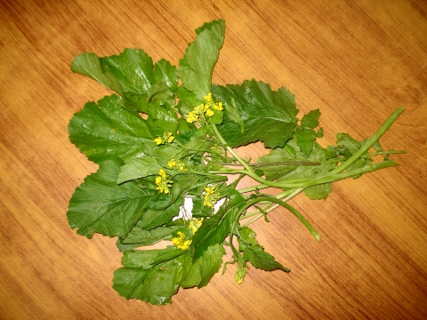 Brassica rapa trilocularis