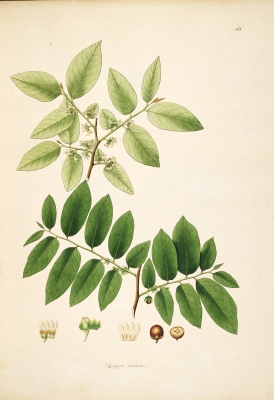 Diospyros montana
