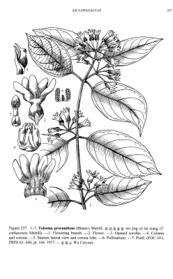 Telosma procumbens