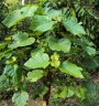 Haldina cordifolia