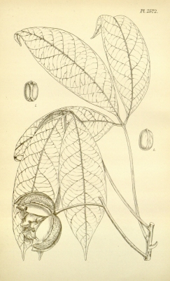 Hevea pauciflora