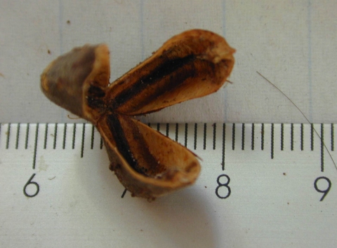 Rinorea viridifolia