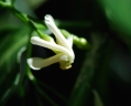 Tabernaemontana citrifolia