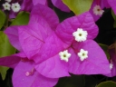 Bougainvillea spectabilis