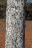 Flindersia maculosa