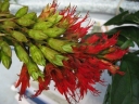 Combretum cacoucia