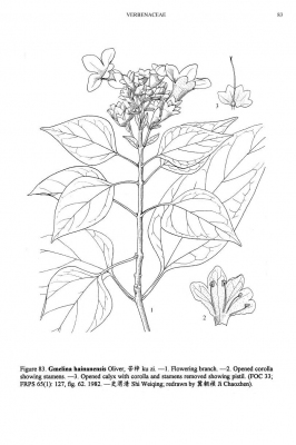 Gmelina racemosa
