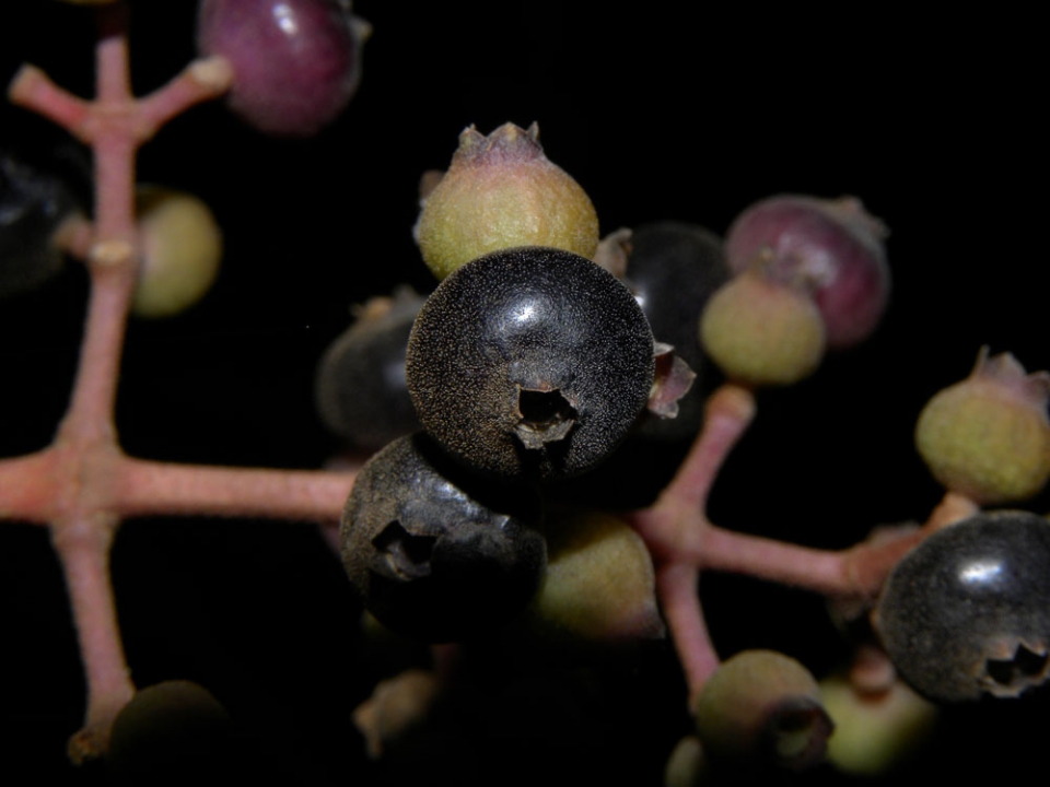 Miconia doniana